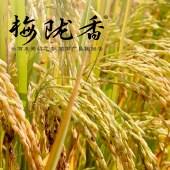 广垦经典梅陇香米5kg